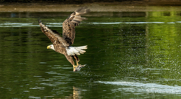 Eagle on a Breakfast Run