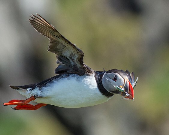 Puffin with Dinner