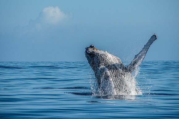 Nice Breach