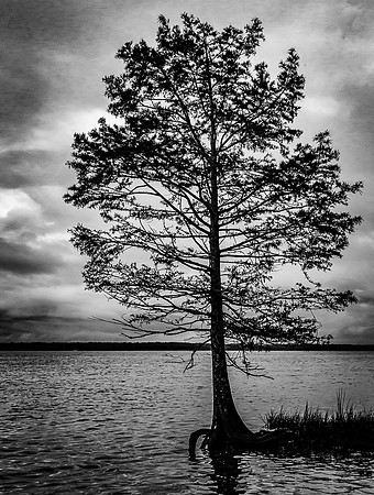 Tenaci Tree