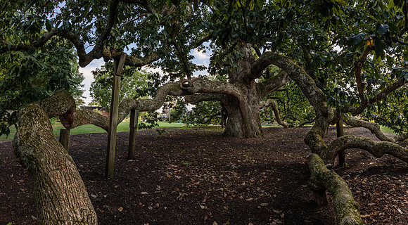 Cucumber Magnolia