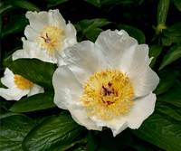 Garden Peonie