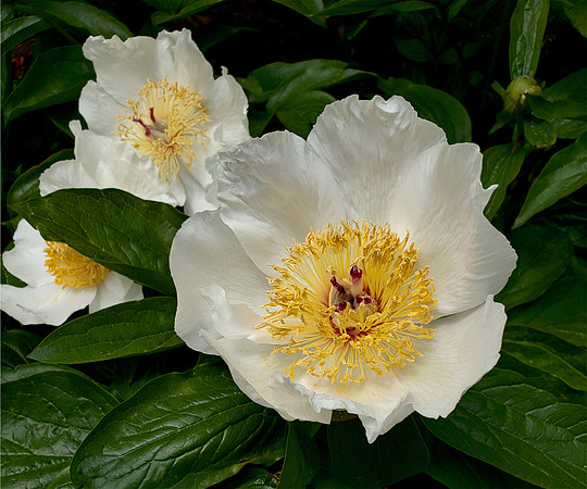 Garden Peonie