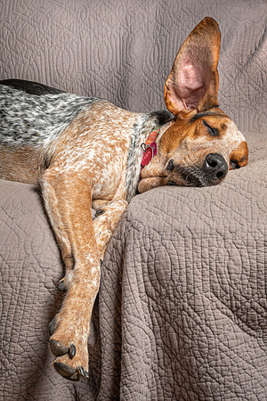 Portrait of a Lazy Guard Dog