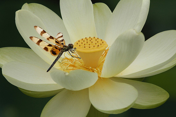 Dragonfly on Lotus