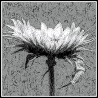 Flower - Study in Gray