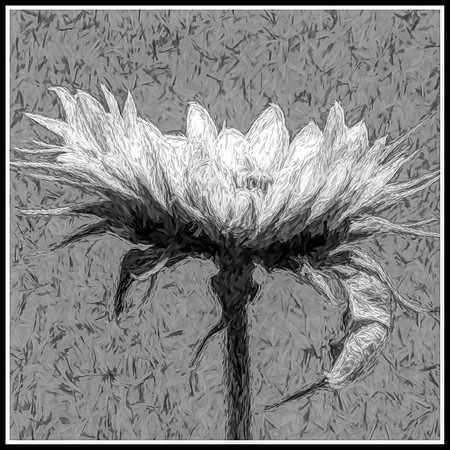 Flower - Study in Gray