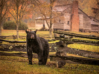 Autumn Gathering