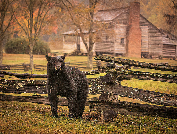 Autumn Gathering