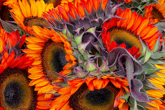 Cut Sunflowers
