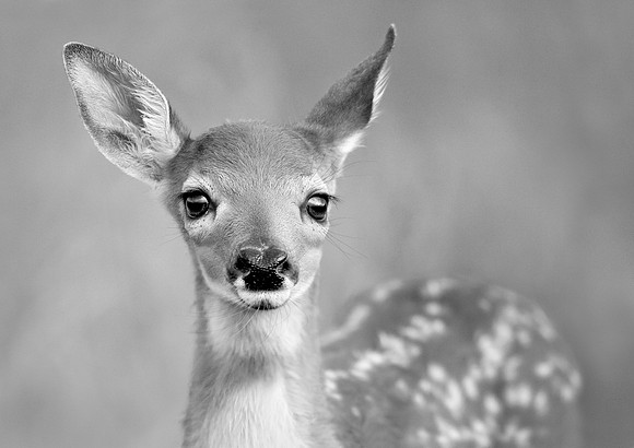 Disney Eyes