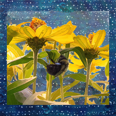 Night, night... Little Bee