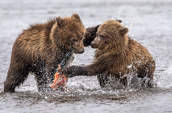 Food Fight
