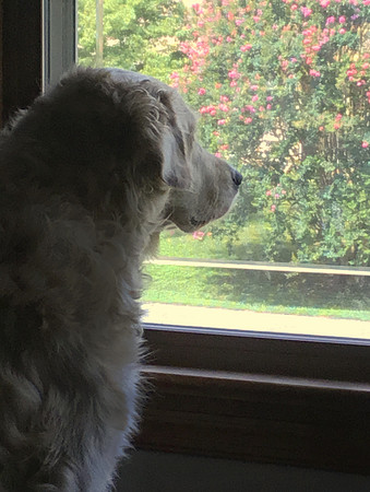 Neighborhood Watch