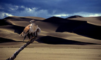 Falcon at Great Sands