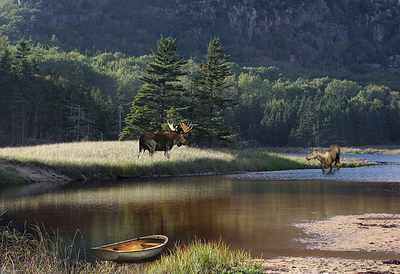Moose in Tetons