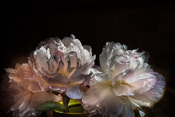 Peonies