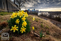 Skyline View