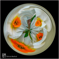 Four Corners of the Daffodil Globe