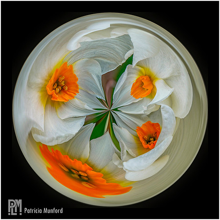 Four Corners of the Daffodil Globe