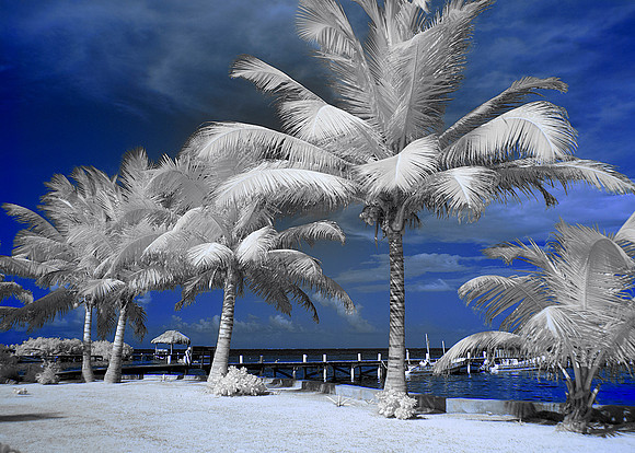 White Palms
