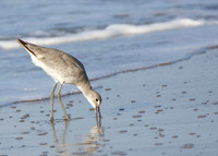 Clam DIgging