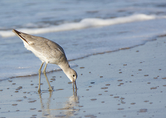 Clam DIgging