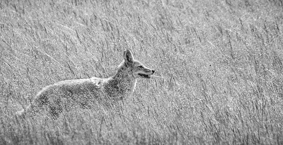 Yellowstone Coyote in Grass