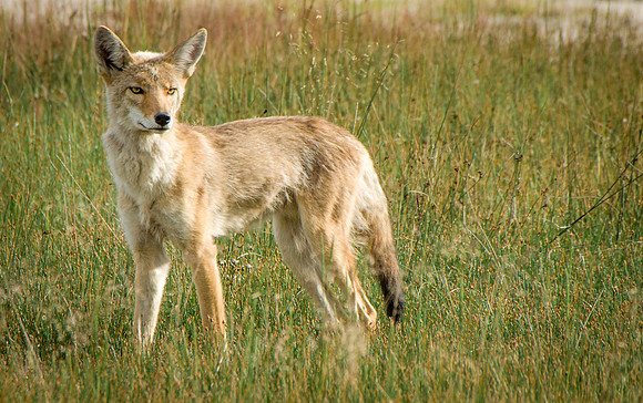 Yellowstone Coyote