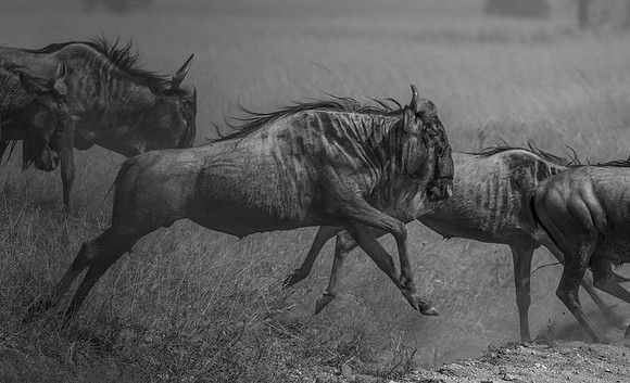 Migration