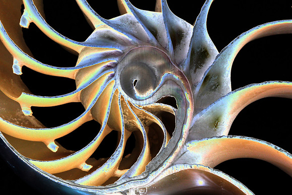 Nautilus Shell
