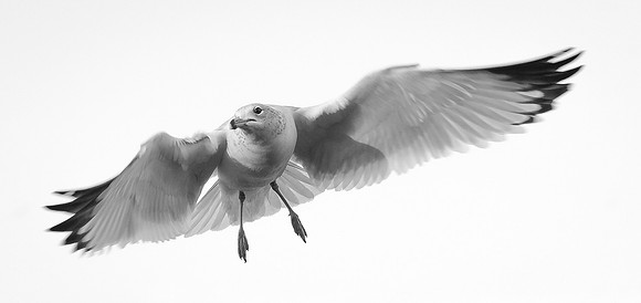 Seagull on the Wing2