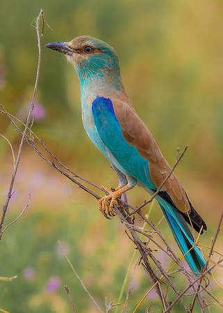 Lilac Breasted Roller