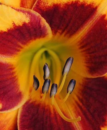 Purple Stamens