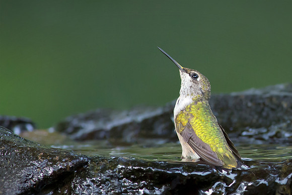 Bathing Beauty