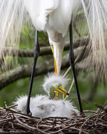 Center of Attention