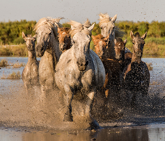 Wild Horses on the Run
