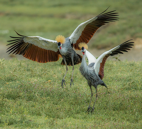 Grey Crowned Cranes
