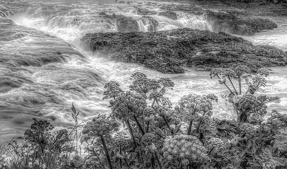Flora and Falls