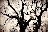 a murder of crows