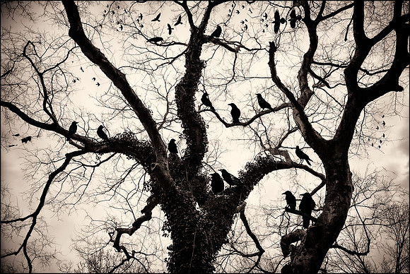 a murder of crows