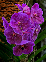 Bright Purple