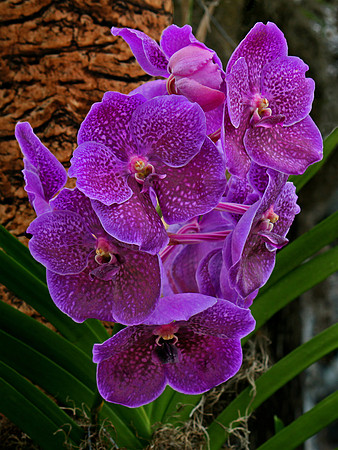 Bright Purple