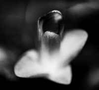 Christmas Cactus