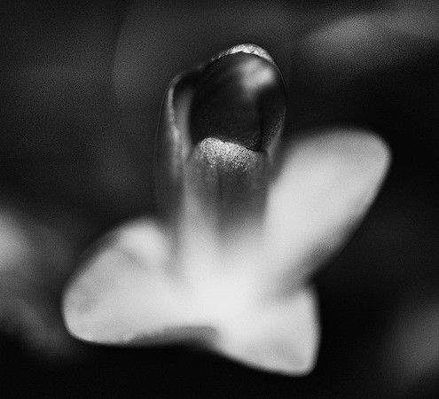 Christmas Cactus