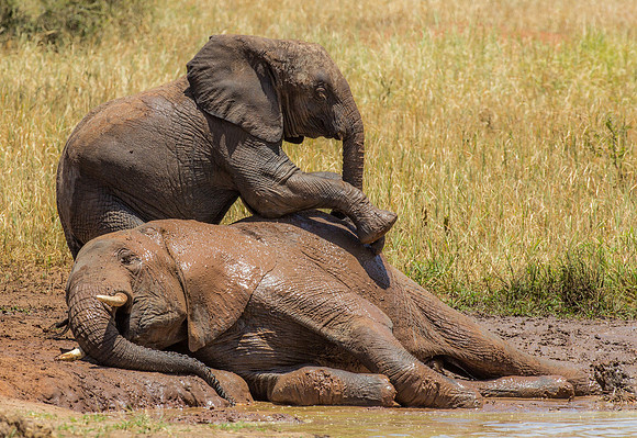 Mud Bath and a Massage