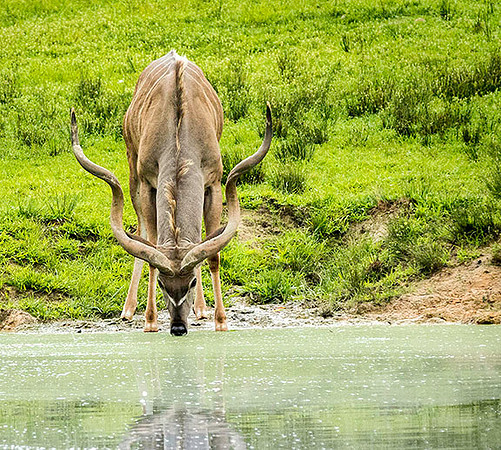 Waterhole