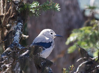 Clark's Nutcracker, Jasper NP