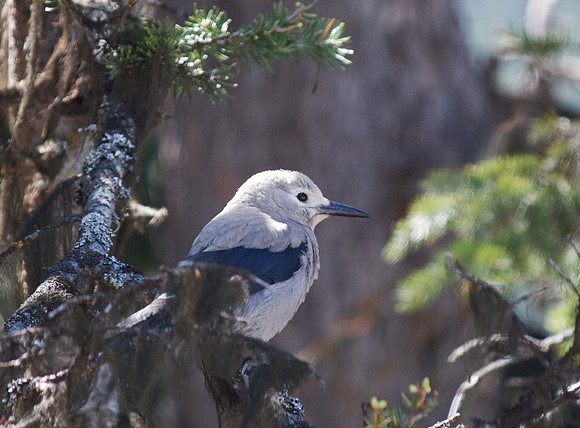 Clark's Nutcracker, Jasper NP