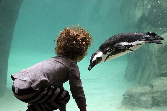 Penguin Fascination